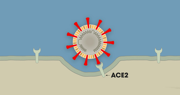 How Does Covid-19 Infect Lung Cells? Why Is It So Dangerous?